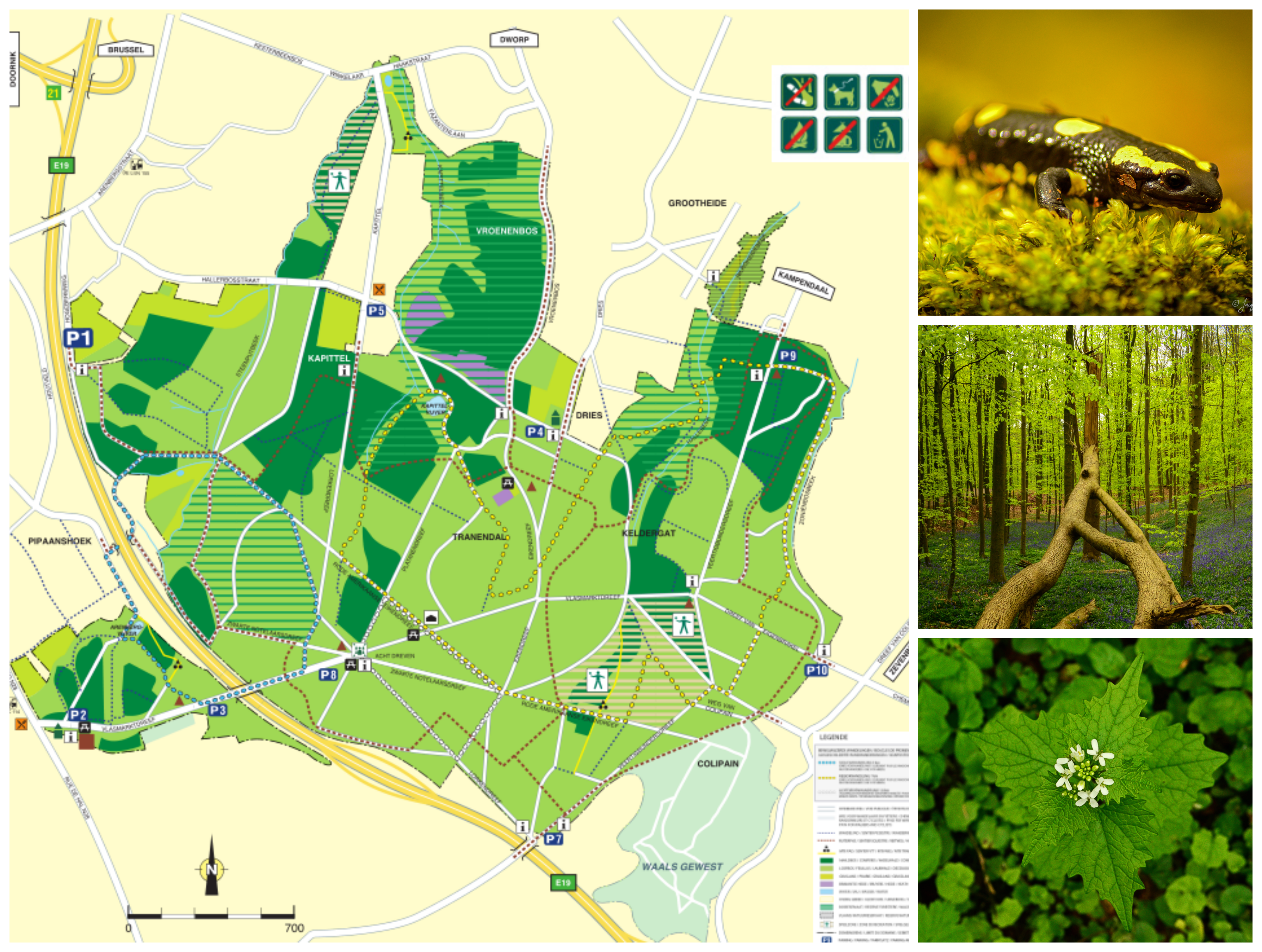hallerbos-map-collage